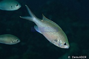Chromis-multilineata castagnole brune-Bonaire Small wall-12m-20180219-Denis-ADER-DSC_6844_tn